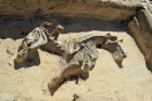 Prace archeologiczne. Odkryty szkielet konia. Fot. Krzysztof Nalewajko