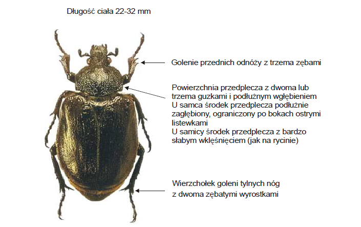 Pachnica dębowa